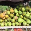 Thai Coconut Supplier