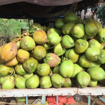 Thai Coconut Supplier