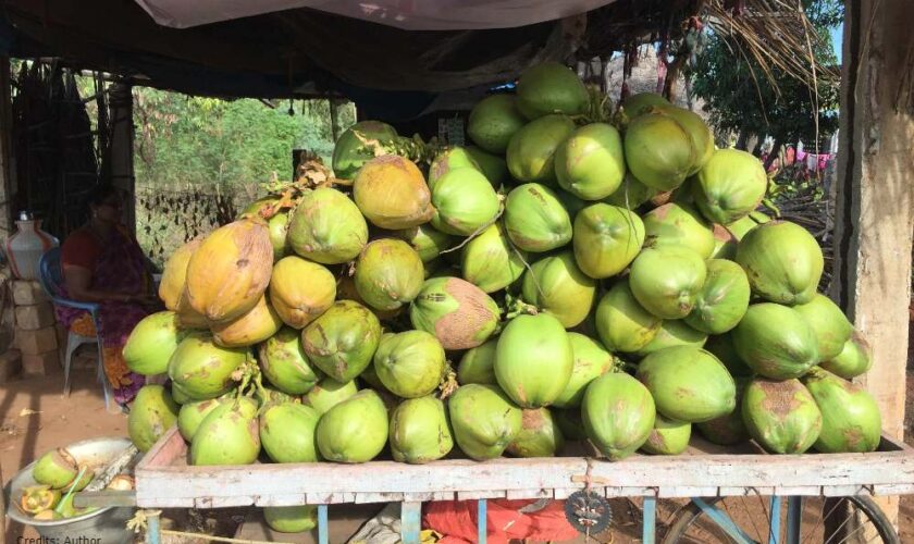 Thai Coconut Supplier